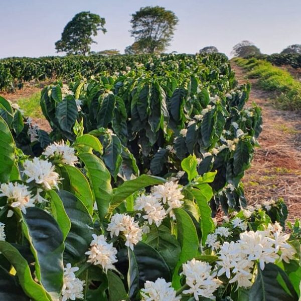 Brisbane Espresso Buy coffee beans online by 80 Stone