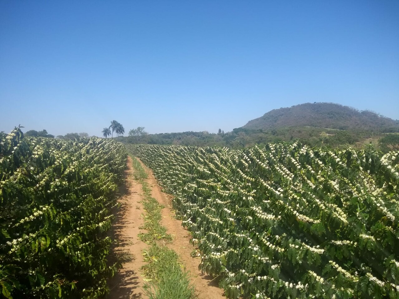 Brazil Fazenda Faxina