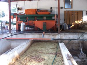 80 Stone Coffee Roasters London visit Guatemala coffee co-operative