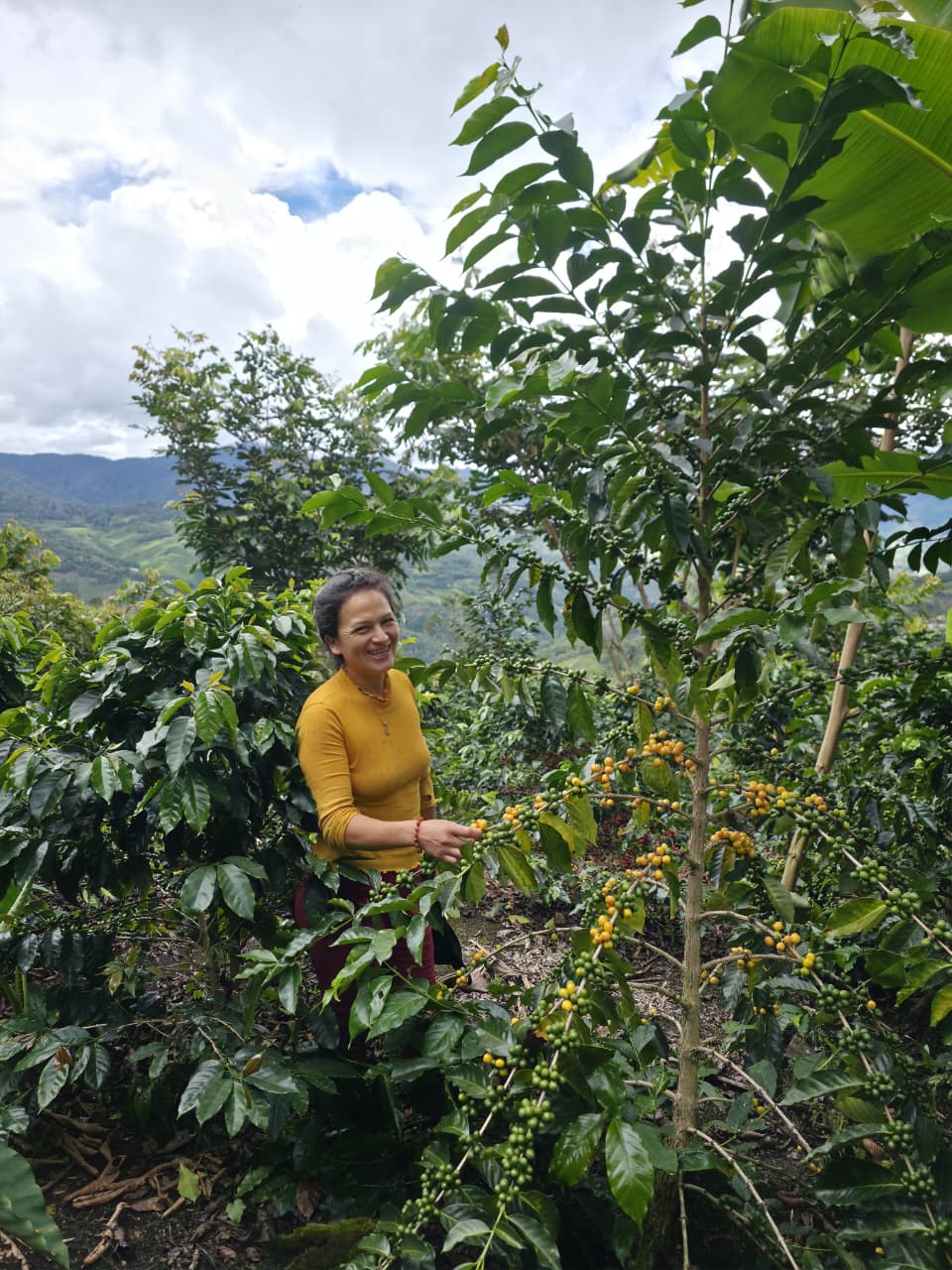 brisbane-fazenda-faxina-peaberry