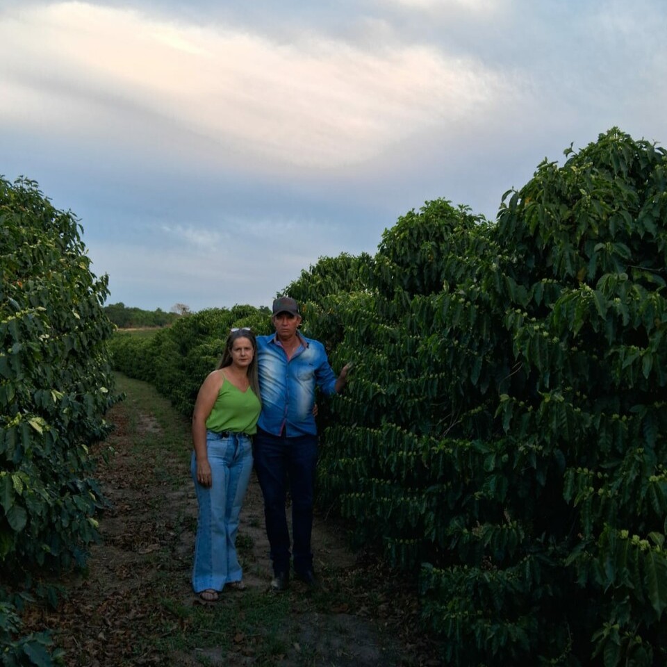 brisbane-fazenda-faxina-peaberry