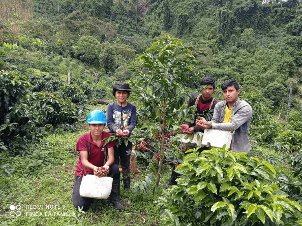finca-la-familia-24/6-peru-anaerobic-washed-1