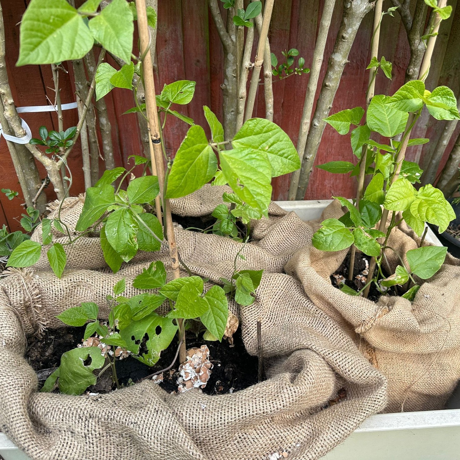 pots