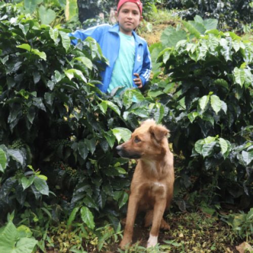 finca-la-familia-24/6-peru-anaerobic-washed